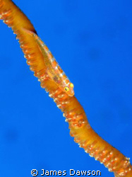 Whip Coral Goby at Elphinstone. Canon G9 with built-in flash by James Dawson 